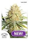 Lemon Kix Feminized Seeds-dp-lemon-zkittle