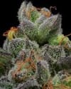 California Cream (Caramel Cream) Feminised Seeds-HUMB-CCM-F