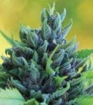 Humboldt Dream Feminizované Semena-HUMB-HDM-F