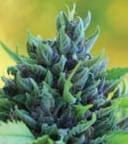 Humboldt Dream Feminized Seeds-HUMB-HDM-F