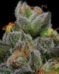 California Cream (Caramel Cream) Auto Femminizzati Semi-HUMB-CCMA-F