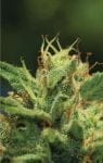 Humboldt Sour Diesel Auto Femminizzati Semi-HUMB-HSDA-F
