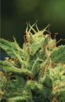 Humboldt Sour Diesel Auto Feminized Seeds-HUMB-HSDA-F