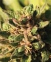 Pineapple Muffin Auto Feminised Seeds-HUMB-PMFA-F