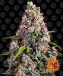 Strawberry Cheesecake Auto Feminised Seeds-BFS-STRCHC-AUTO-FEM