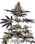 Caramel Ice CBD Express Auto Feminised Seeds-PS-CICBDEXP-AUTO-FEM