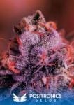 Gordo Master Kush (GMK) Feminised Seeds-PS-GMK-FEM