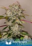 Sticky Dream Feminised Seeds-PS-STDR-FEM