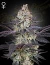 Ztrawberry Feminised Seeds-GH-ZTRBY-FEM
