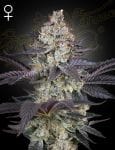 Ztrawberry Feminised Seeds-GH-ZTRBY-FEM