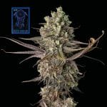 Blue Dream бърз феминизирани семена-SMAN-BLDR-FAST-FEM