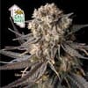 Cali Critical Mass Feminisiert Saatgut-SMAN-CCM-FEM