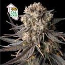 Cali Critical Mass Feminized Seeds-SMAN-CCM-FEM