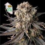Cali Critical Mass феминизирани семена-SMAN-CCM-FEM