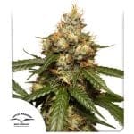 THC-Victory Auto Feminiseret Frø-dp-thc-victory-auto-fem