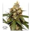 THC-Victory Auto Feminised Seeds-dp-thc-victory-auto-fem