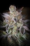 Sweetopia Feminised Seeds-PARA-SWEETO-FEM