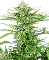 Cashew Kush Feminised Seeds-SEN-CASHKUSH-FEM