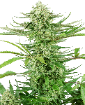 Cashew Kush Feminisiert Saatgut-SEN-CASHKUSH-FEM
