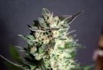 Diesel Glue Feminised Seeds-KBBD