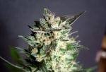 Diesel Glue Feminised Seeds-KBBD