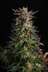 Big Band Feminised Seeds-KBBB