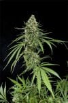 Critical + Feminised Seeds-DINA-CRITICAL-PLUS-FEM