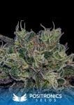 Black Widow Feminised Seeds-BLKWDW-FEM