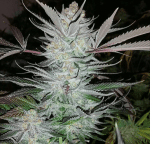 Shangri-La Regular Seeds-JNX-SHNGRLA-REG