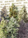 Sweet Mix Auto Feminisiert Saatgut-SS-MIXA-FEM