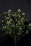 Gorilla Cookies Fast Feminized Seeds-FB-GORCOOK-FAST-FEM