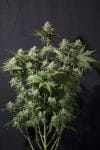 Orange Sherbet Veloce Femminizzati Semi-FB-ORSH-FAST-FEM