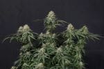 Tropicana Cookies Fast Feminised Seeds-FB-TROPCO-FAST-FEM