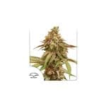 Tropical Tangie Feminiseret Frø-tropical-tangie-fem-dutch-passion