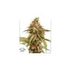 Tropical Tangie Feminised Seeds-tropical-tangie-fem-dutch-passion