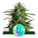 Titan F1 Auto Feminisiert Samen-RQS-TIT-F1-AUTO-FEM