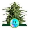Titan F1 Auto Feminised Seeds-RQS-TIT-F1-AUTO-FEM