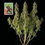 Gorilla Candy Auto Feminised Seeds-SMAN-GORCAN-AUTO-FEM