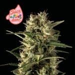 Juicy Zkittlez Auto Féminisée Semences-SMAN-JUZK-AUTO-FEM