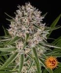 Lemon Haze Auto Feminised Seeds-BFS-LEMHAZE-AUTO-FEM