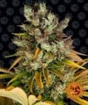 GMO Feminised Seeds-BFS-GMO-FEM