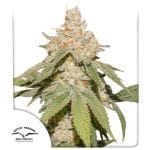 SFV OG Auto феминизирани семена-DP-SFV-AUTO-FEM
