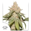 SFV OG Auto Feminized Seeds-DP-SFV-AUTO-FEM