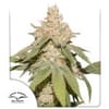 SFV OG Auto Feminized Seeds-DP-SFV-AUTO-FEM
