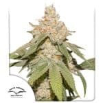 SFV OG Auto Feminizada Semillas-DP-SFV-AUTO-FEM
