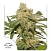 Oh My Gusher Auto Feminized Seeds-DP-OMG-AUTO-FEM