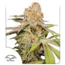 Mac #1 Auto Feminised Seeds-DP-MAC-AUTO-FEM
