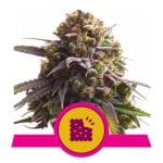 Biscotti Feminised Seeds-RQS-BISC-FEM