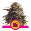 Biscotti Feminised Seeds-RQS-BISC-FEM