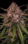 Sour Crinkle Auto Feminised Seeds-MEPH-SCRINK-AUTO-FEM